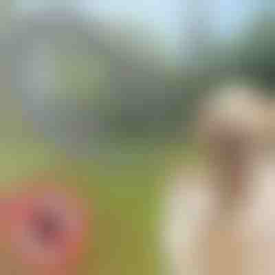 Obroża przeciw kleszczom i pchłom dla zwierząt PETPROTECT